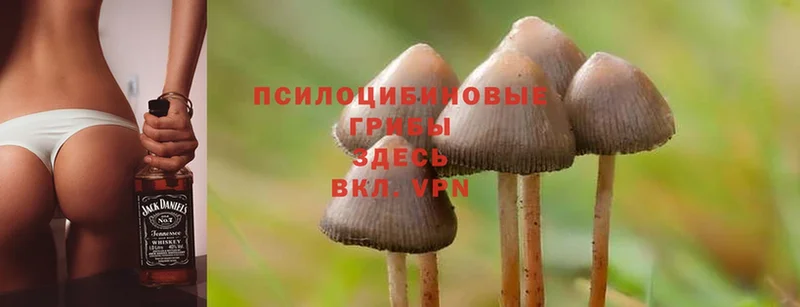 Галлюциногенные грибы Magic Shrooms  хочу наркоту  Болхов 